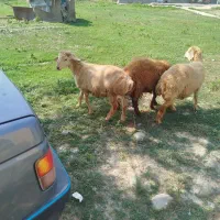 سه عدد بره نر .عوتاغ