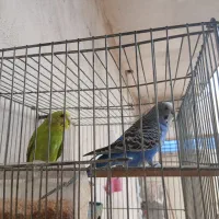 مرغ عشق