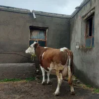 گاو مونت ابستن پرشیر ‌.20روز تا زایمان .خود مراغه