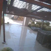 هندوانه آب داروشیرین