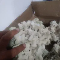 سنگ مرجان دریایی