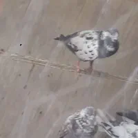 کفتر کبوتر گرفتنی جنازه مهر خورده