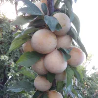 آلو قطره طلا درجه یک کاملا اور گانیک