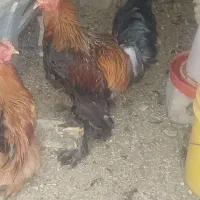 فروش مرغ خروس