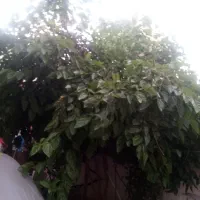 برگ|گل و گیاه طبیعی|گنبد کاووس, |دیوار