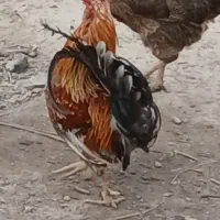 خروس