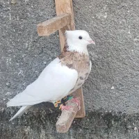 کفتر رنگه