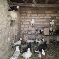 کبوتر