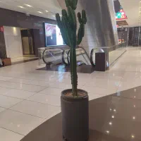 کاکتوس افوربیا هلندی