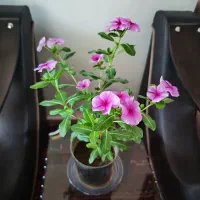 گل طبیعی