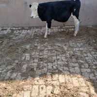 یه راس سیمنتال