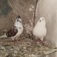 کبوتر اوچوب اوینیان