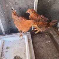 جوجه خروس ۴۰ تاج اصیل به شرط