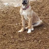 ماده سرابی