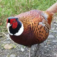 مرغ آمریکایی پاکستانی هلندی