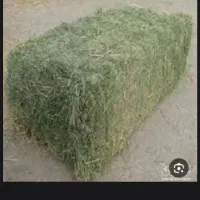 یونجه پرس