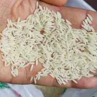 برنج هاشمی اصیل گیلان عمده از کشاورز
