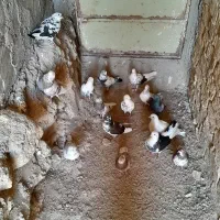 تعدادی کبوتر سالم به فروش میرسد
