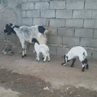 بز‌خوب