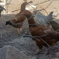 معاوضه با گفتر