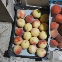 هلو تازه