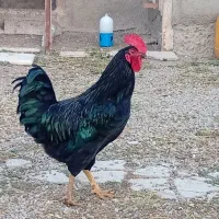 خروس|حیوانات مزرعه|اردبیل, |دیوار