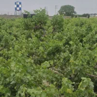 فقط با 500میلون172متر باغچه ویلایی