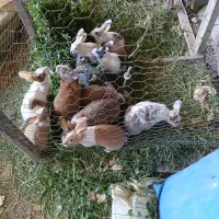 حیوان خرگوش
