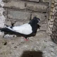 سینه سیاه کاکلی