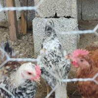 جوجه گلپایگانی و محلی،۴ماهه