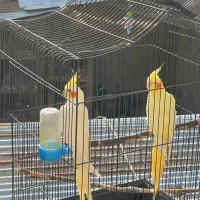 دو عدد عروس هلندی