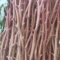 پیوند پسته، پیوندک، ترکه
