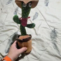 کاکتوس رقصنده