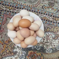 تخم مرغ محلی