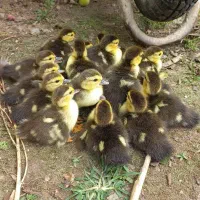 اردک اسرائیلی همراه ۱۵ جوجه