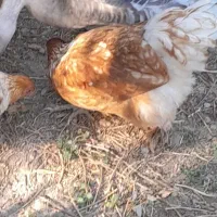 تابلو برهما زینتی گلد