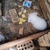 دوعدد‌خرگوش‌لوپ