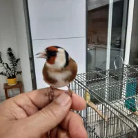سهره نر مست رام دستی بروجرد بکوب میخونه