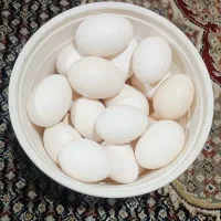 تخم مرغ محلی