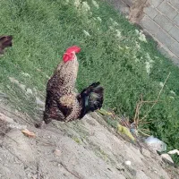 خروس