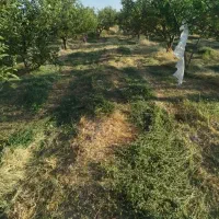 یونجه چین اول