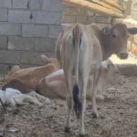 گوساله ماده چاق
