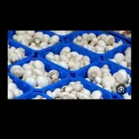 قارچ درجه یک به قیمت کارخانه