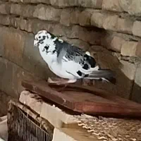 پلاکی