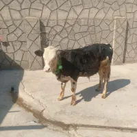 گوساله گاو نر 8ماهه