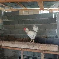 خروس
