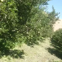 اجاره سیب