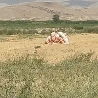 کاه گندم