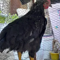 خروس مشکی