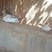کبوتر|پرنده|جوین, |دیوار